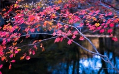 俺去也只要记得输入就能找到家